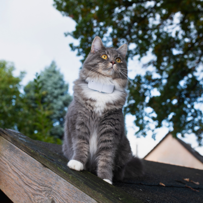 GPS Trackers for Pets cat GPS εντοπιστές αυτοκινήτων στην Κύπρο - Προστασία οχήματος με GPS εντοπιστές στην Κύπρο